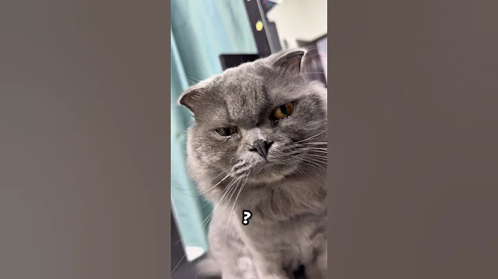 Video 11885691: gray british shorthair cat, cat british shorthair playing, pet food, pets reaction, petted enjoying, adorable pets