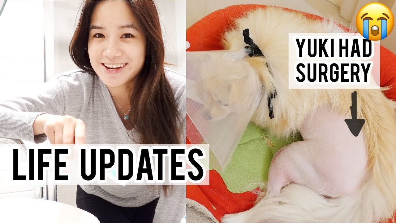 Updates, Going Back to University My dog had surgery 😭 YouTube