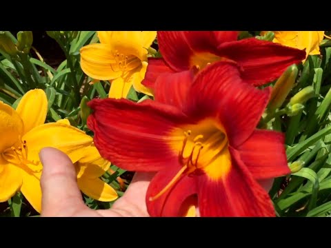 Video: Mẹo Bón phân cho Daylilies: Thực phẩm tốt nhất cho Daylily là gì