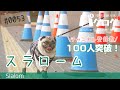 三角コーンでスラロームするパグ犬小虎、チャンネル登録数100人突破！ [パグログ-0053]