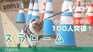三角コーンでスラロームするパグ犬小虎、チャンネル登録数100人突破！ [パグログ-0053]