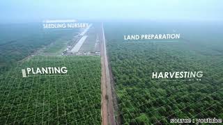 Pembangunan Hutan Tanaman Industri By Jordy Mahardhika