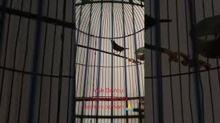 Download Lagu Kolibri ninja proses pemulihan dari macet bunyi dan sekarang sudah mulai bunyinya #kicaumania #konin MP3 Download Lagu Kolibri ninja proses pemulihan dari macet bunyi dan sekarang sudah mulai bunyinya #kicaumania #konin MP3