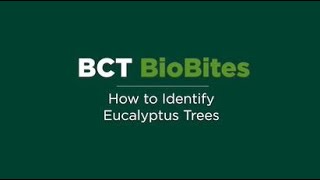 BCT BioBites EP1 - How to Identify Eucalyptus Trees