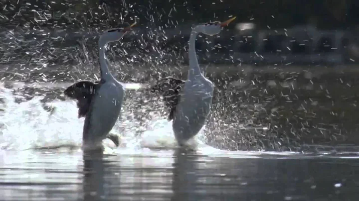 BBC Life: The Grebes