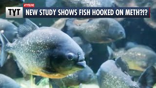 New Study Reveals Disturbing New Facts About Fish