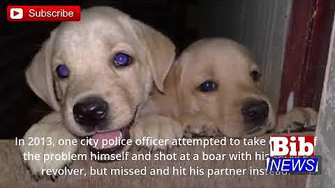 Pop superstar Shakira attacked by wild boars