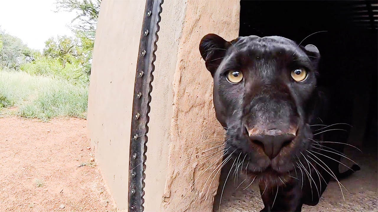 Typical Black Leopard Behaviour The Lion Whisperer Youtube