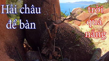 May mắn khai thác được 2 em hải châu bonsai tự nhiên rất đẹp