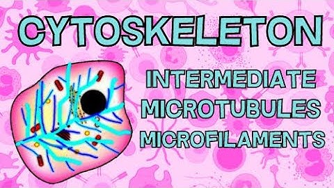 The Cytoskeleton - INTERMEDIATE, MICROTUBULES and MICROFILAMENTS