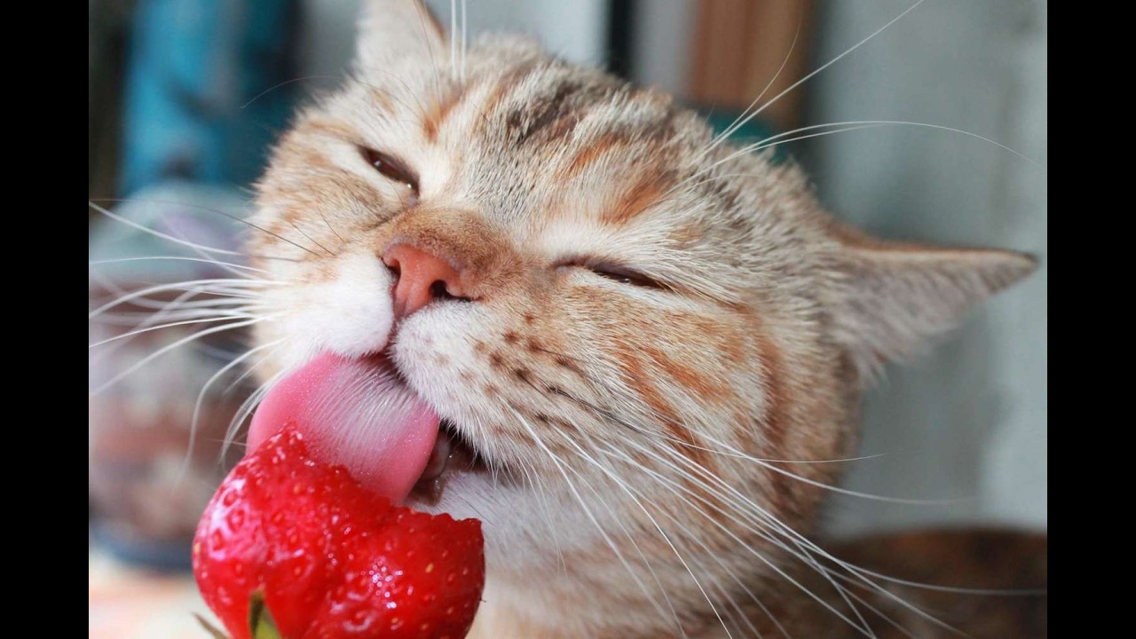 INI BAKAL STREAM LAMA BANGET SIH | SAMBIL QnA gih