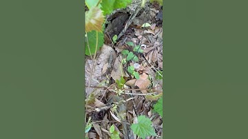 Why do grapevines not produce #Fix #all #grapes #hidden #story