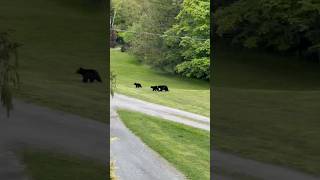 Bears on my property #bears 🐻