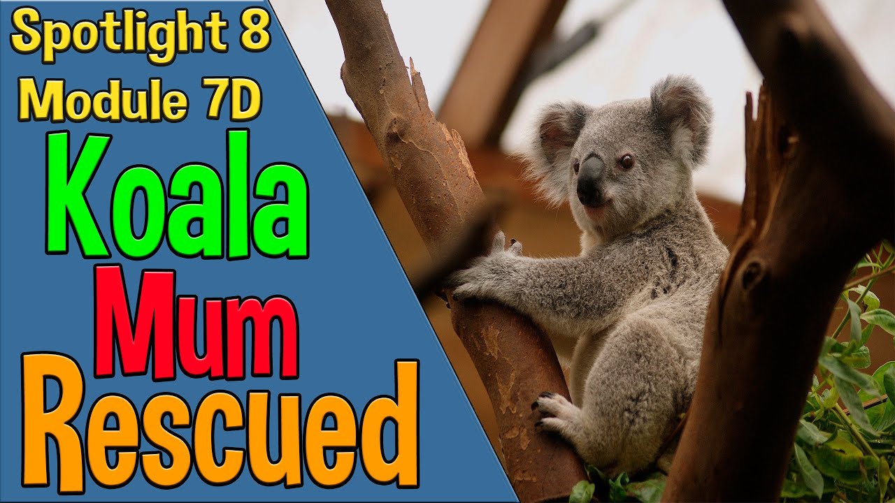 Spotlight 8 Модуль 7D. Koala Mum Rescued - YouTube