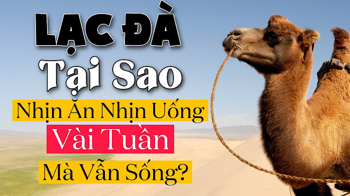 Mắt lạc đà có bao nhiêu mí năm 2024