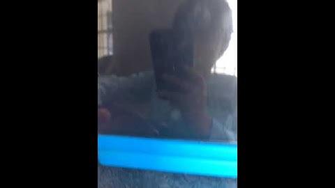 My Reaction That Peluchin Entertainment Got Terminated