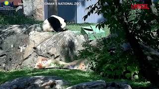 Washington torta di ghiaccio a base di frutta il panda Bao Li compie quattro ann