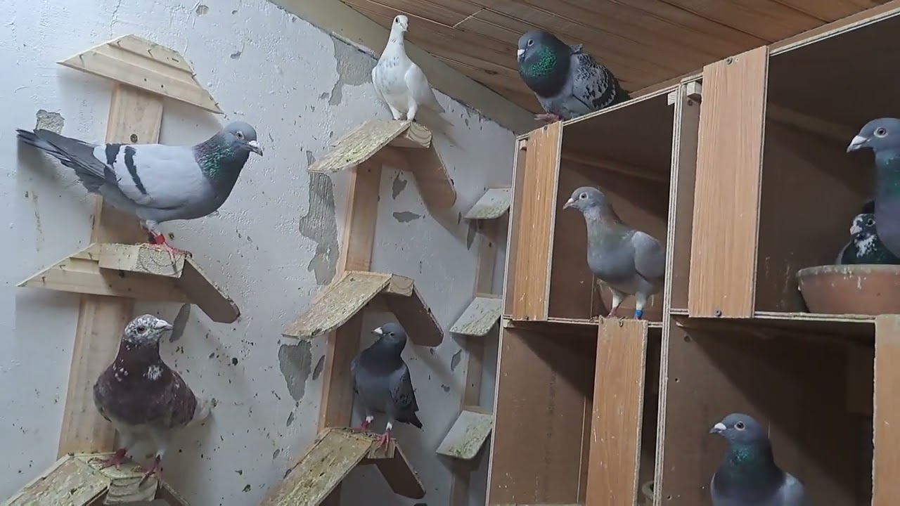SÓ FILHOTADA  DE CAMPEÃO, (BRASIL & PORTUGAL)NOSSOS POMBOS DE COMPETIÇÃO.