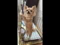 チワワの銀さん 余裕で出れんで おしゃべりペット