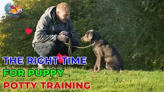 The Right Time for Puppy Potty Training  Ani Training  Global Dog Training