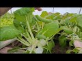 HYDROPONICS and Adding New Crops