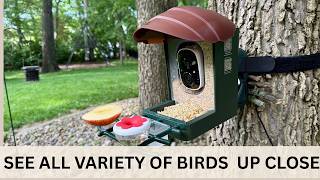 This Bird Feeder Sends Bird Videos To Your Phone
