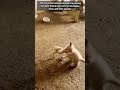 Adorable Kitten and Tiny Chick Sharing a Playful Moment