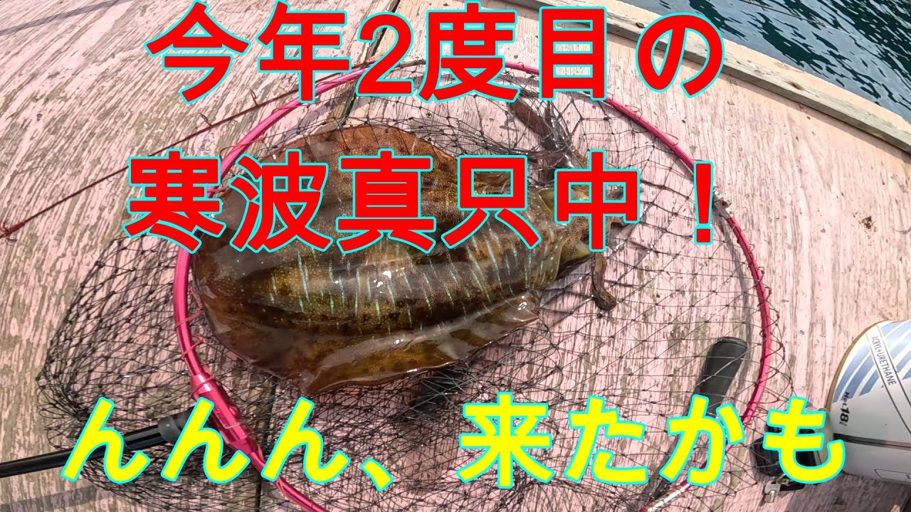 還暦元気おやじのアオリイカ釣りチャレンジ　VOL51