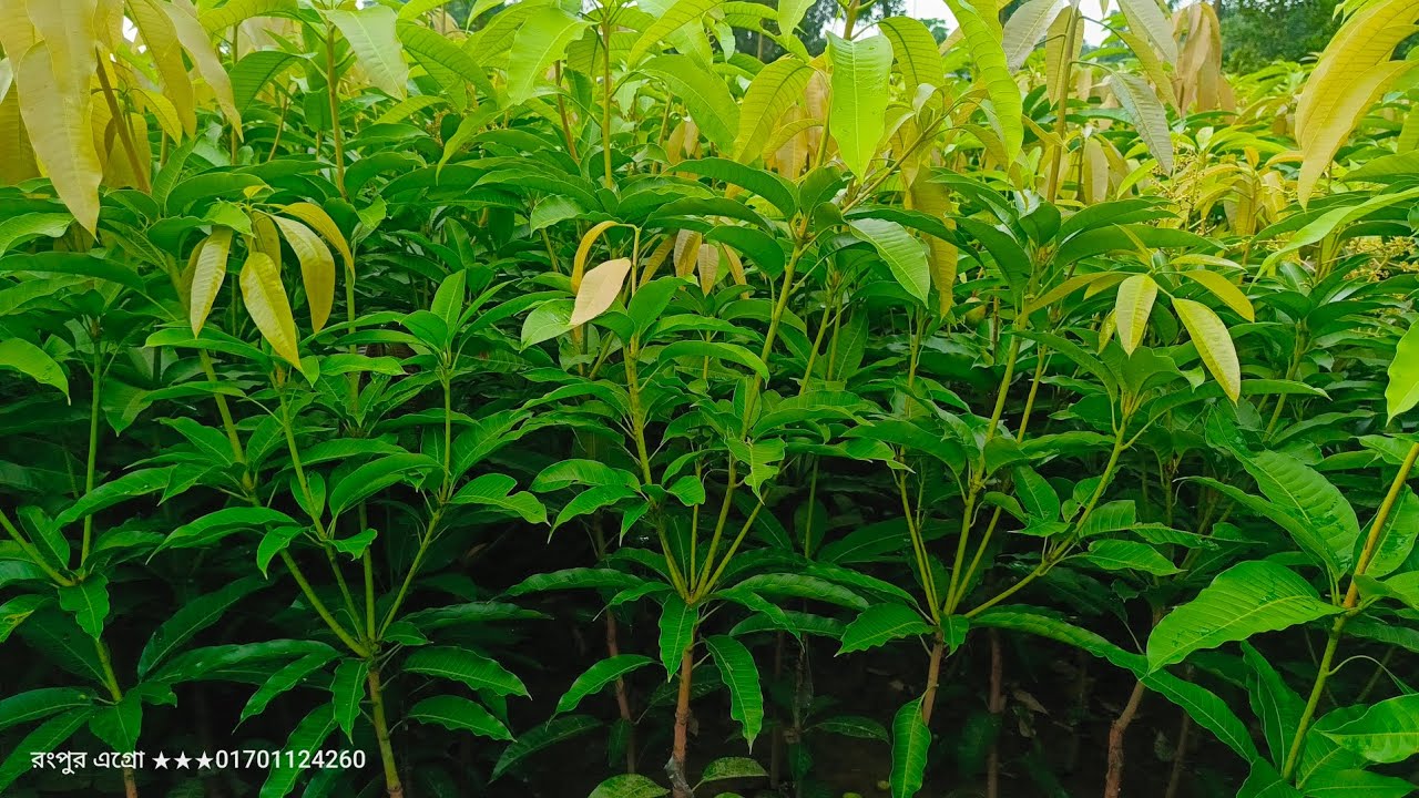 ১২ মাসি কাটিমন আমের চারা | আমরাই দিচ্ছি একদম সীমিত দামে সকল ধরনের চারাগাছ 