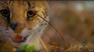 Earth: One Amazing Day - BBC Earth