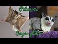 Petauros del azucar jugando, saltando y planeando. Sugar glider jumping and gliding