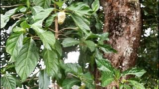 Budidaya buah mengkudu...