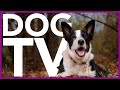 DOG TV - Deeply Entertaining Dog Video - Interactive Video For Dogs! (15 Hours)