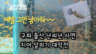 구피 출산 중 9마리 순간 포착 새끼 구출 하는 법