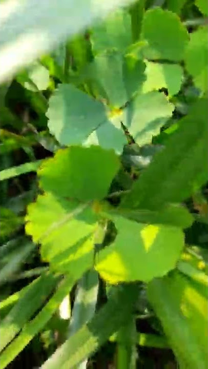 4 Leaf Clover || Brings Luck || Unseen Clover with Four leaf || The Lucky Leaf