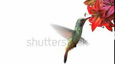 Humming Bird, Beautiful 3d Animation Stock Footage Video 1939519   Shutterstock