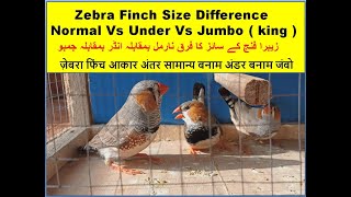 Download Lagu Zebra Finch Size difference Normal Vs Under Vs King or called Jumbo | Finches | Finch breeding setup MP3