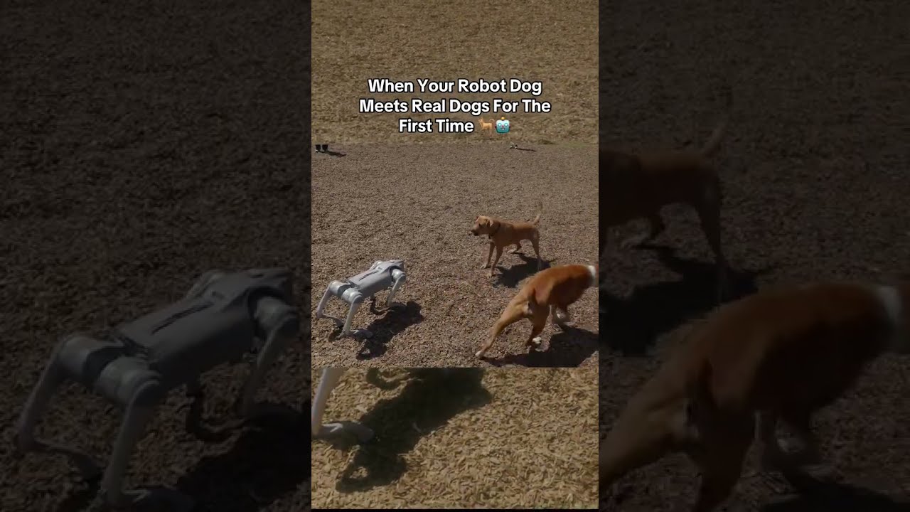 Taking Unitree S Go2 Pro Robot Dog To The Park