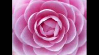 Camelia U0026 Urban Exchange  Not That Type Of Ladeh