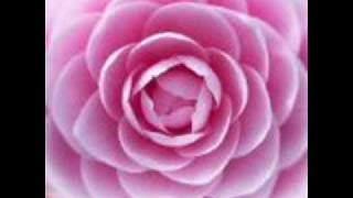 Camelia & Urban Exchange - Not That Type Of Ladeh