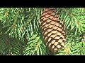 PINE CONE ON TREE IN NY