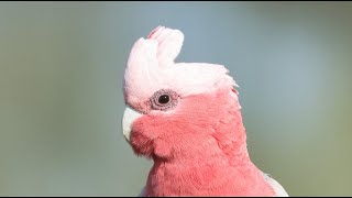 Wild shrieking Galahs.