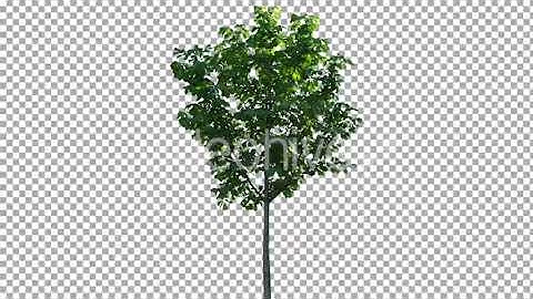 Real Tree Isolated on the Wind 65 | Stock Footage - Envato elements