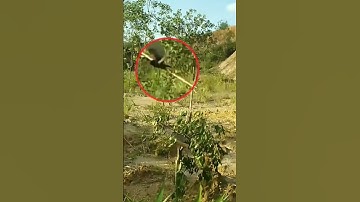 Bẫy chim than đất bằng keo dính chuột liệu có hiểu quả không perangkap burung