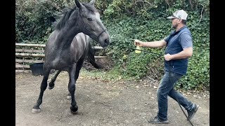 Huge Horse terrified of the spray bottle!!