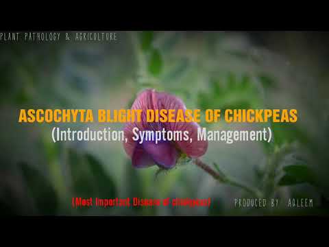 Video: Ascochitis Of Plants
