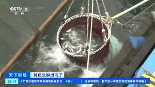 [天下财经]特色生鲜出海了 海南万宁：远洋渔船海上“提货” 章雄鱼苗出口需求旺盛| 财经风云