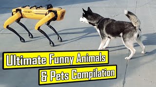 Funniest Animals And Pets Videos Try Not To Laugh Petastic