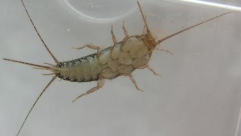 How To Get Rid Of Silverfish From Your Home With The Power Of Natural Remedies