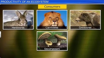 CBSE Class 12 Biology || Ecosystem || Full Chapter || By Shiksha House